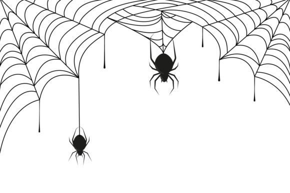 Download Spider on Black Cobweb - Spider Collection